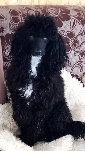 Добрый день! Пропавшая в Царск...