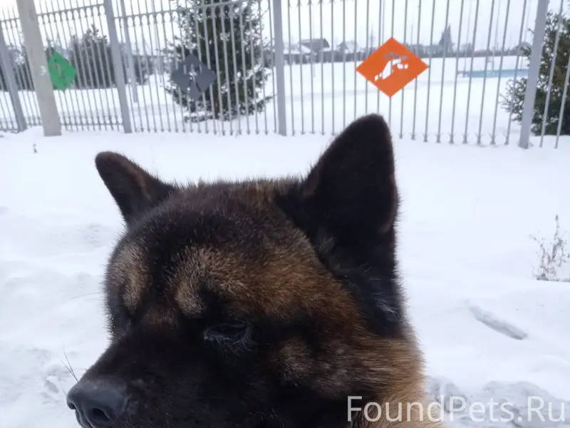 Пропала собака американская Ак...