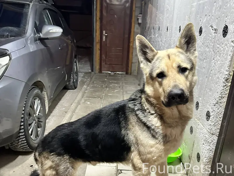 Найдена собака! Восточно Европ...