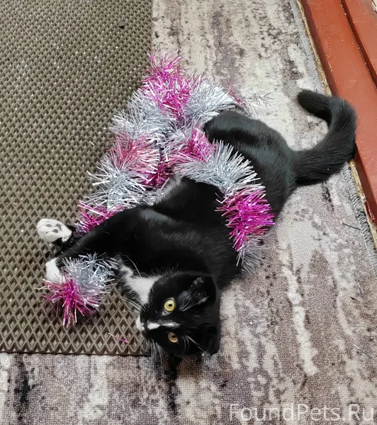 Пропал кот, в районе Пушкинско...