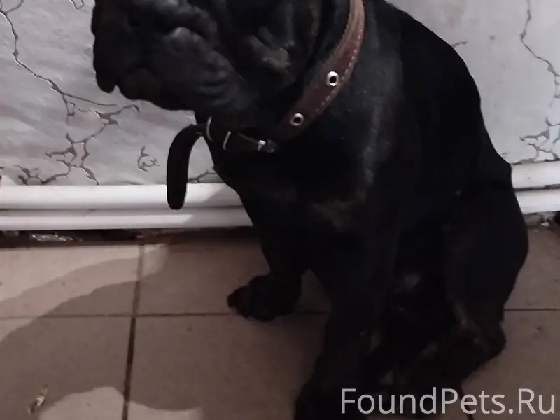 Нашли собаку с ошейником ,возм...