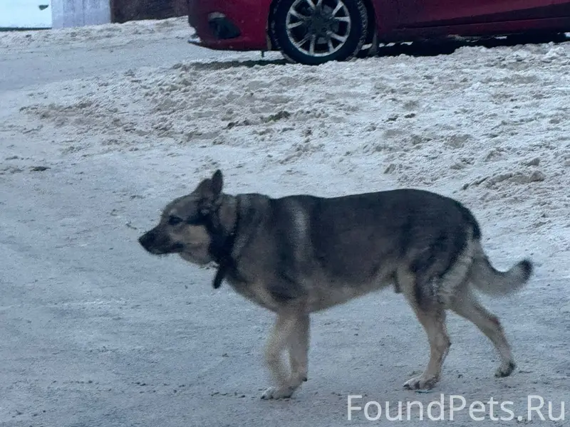 На Семенюка несколько дней бег...