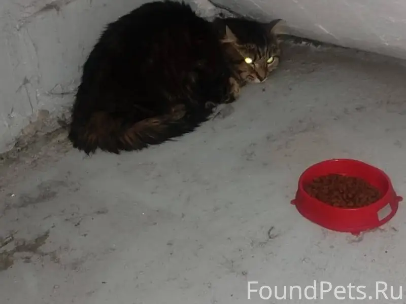 Найден кот , сидит на Ленина 1...