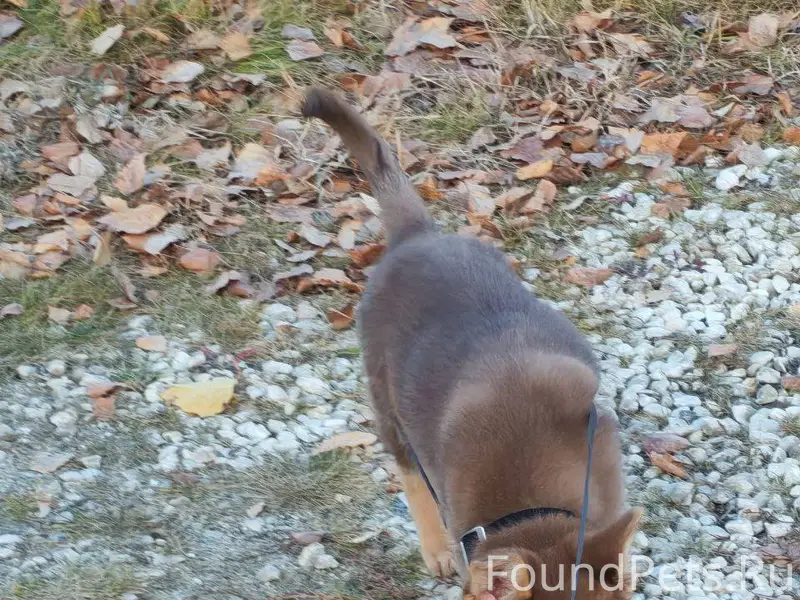 Друзья, помогите, пожалуйста, ...