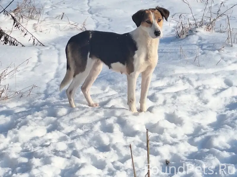 Хозяин найдись!!! Собака сейча...