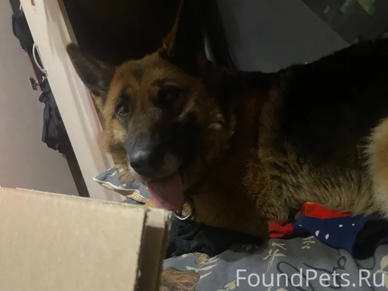 Помогите найти собаку! Пропала...