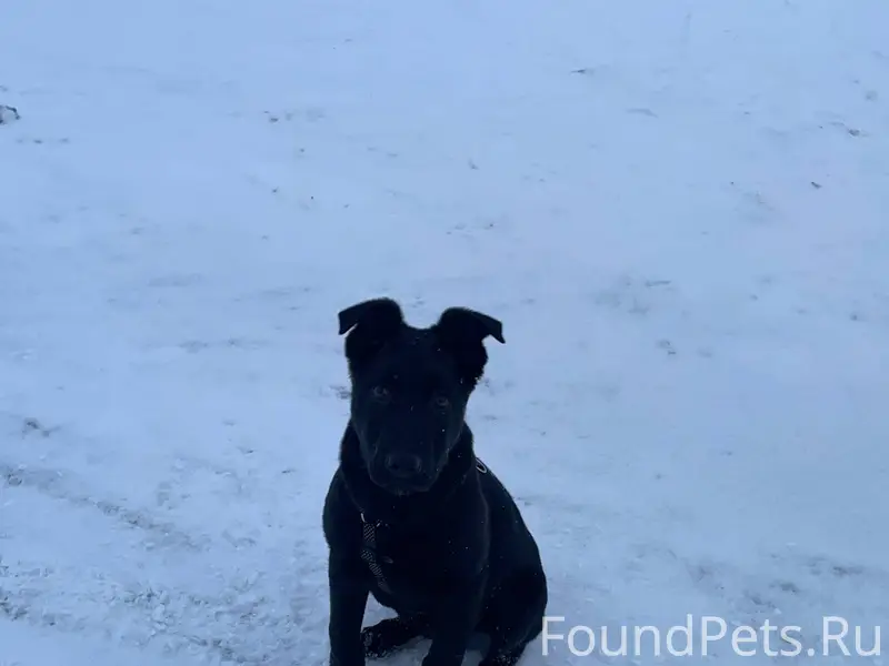 Потерялась собака Зовут Марсел...