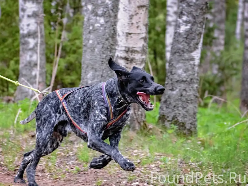 Пропала собака породы ездовой ...
