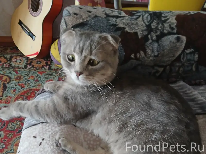 Пропал кот в районе больничног...