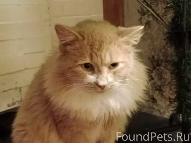 Пропал кот рыжий с белой грудк...