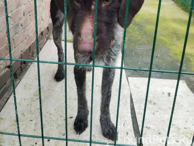 Пропала собака породы Дратхаар...