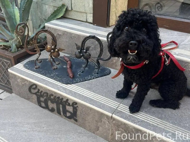 Пропала собака! Черный той пуд...