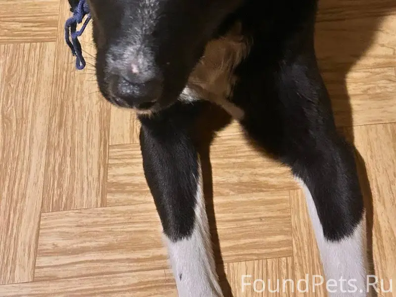 #воронеж Найдена собака, явно ...