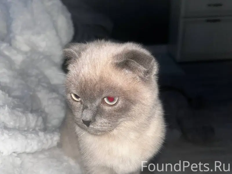 Микрорайон Звёздный пропал кот...