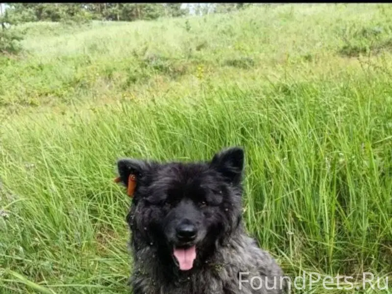 25 декабря убежала собака, где...