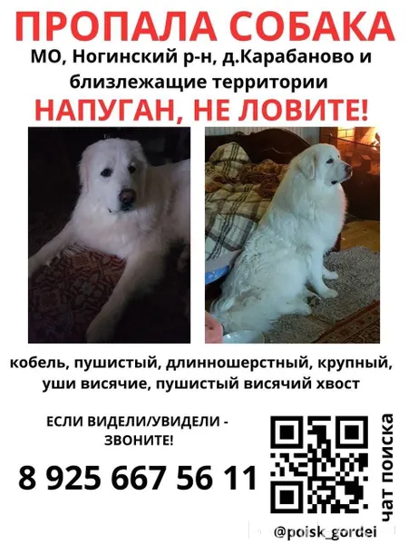 Пропала собака 📍Ногинский райо...