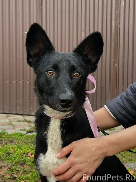 ❗️СТАВРОПОЛЬСКИЙ КРАЙ❗️Собачья...