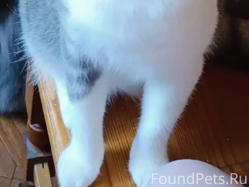 Пропала кошка - Милка, 3,5 год...