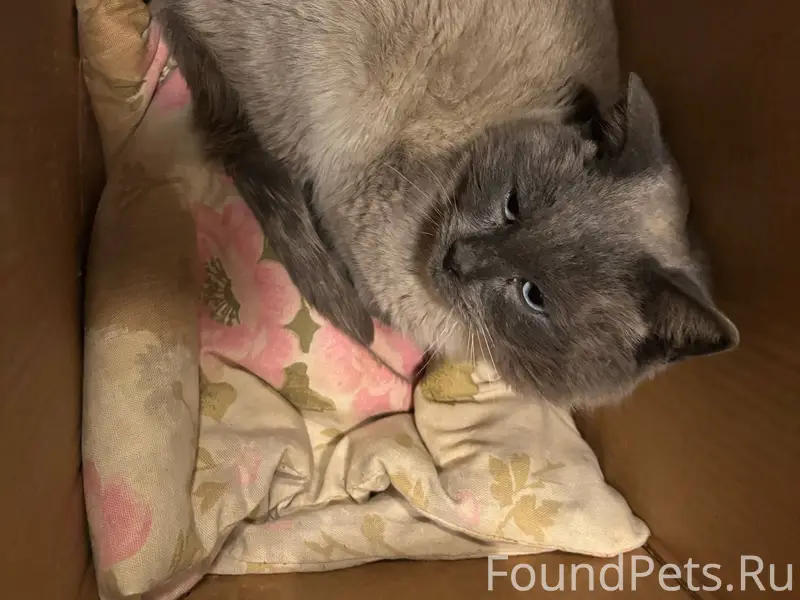 Найден кот в Энгельсе, район 1...