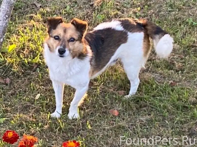 Потерялась наша верная собака ...