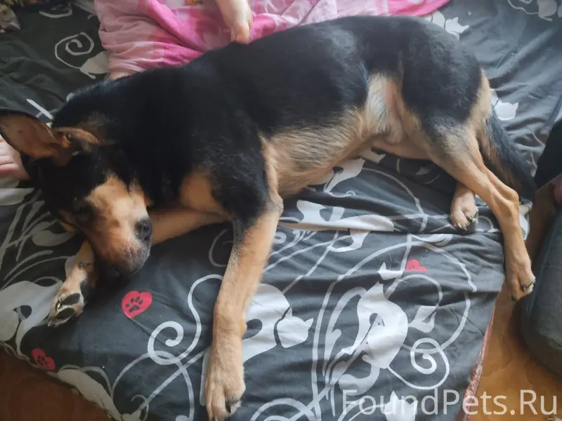 Найдена собака, кабель, хозяин...