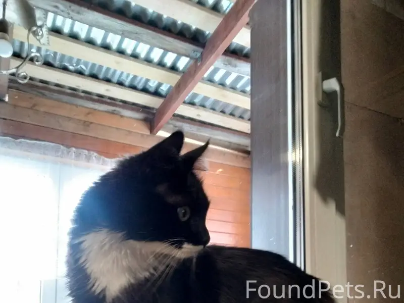 Пропал кот в Семхозе, улица Кл...