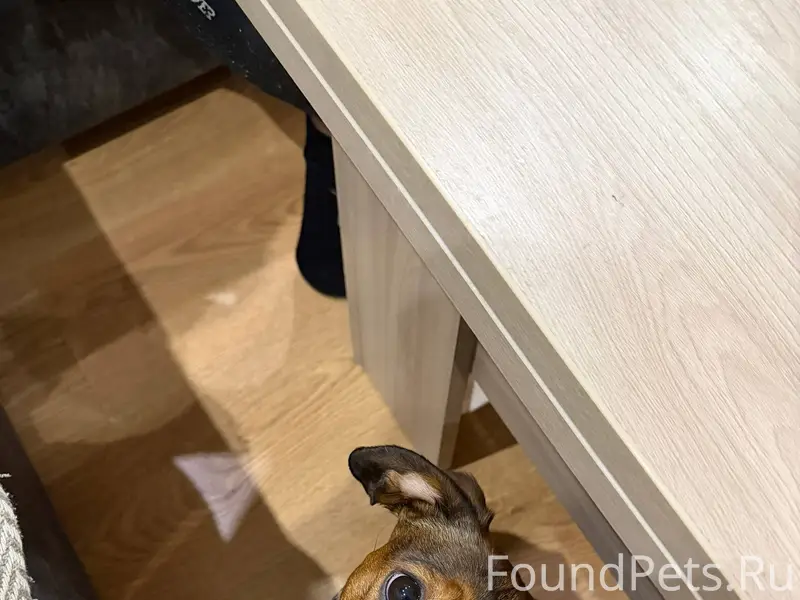 Пропала собака, порода такса. ...