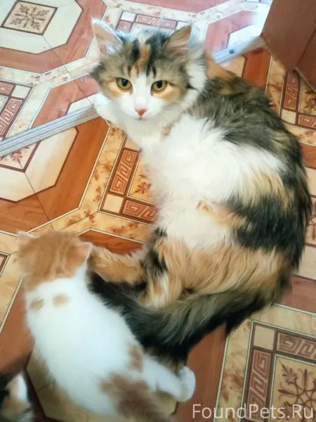 Помогите, пожалуйста, найти до...