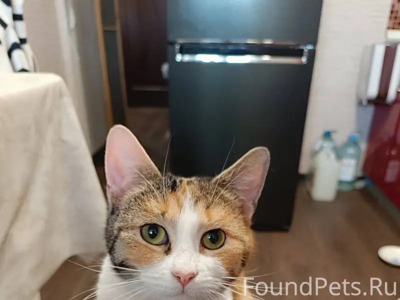 Саратов. Найдена кошка. Трехцветка. Ласковая девочка около года 