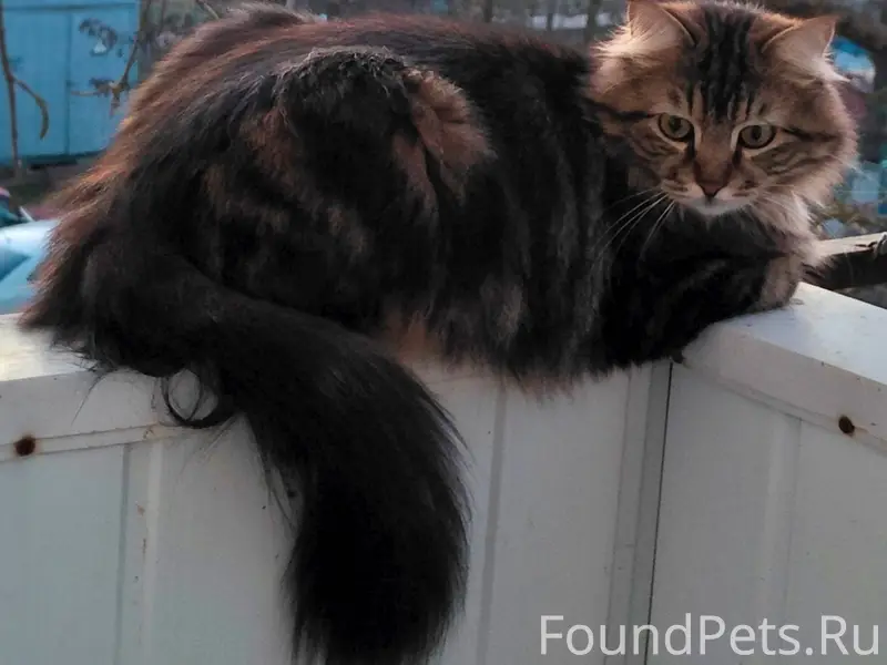 Пропал кот. 2 мкр. дом 18...