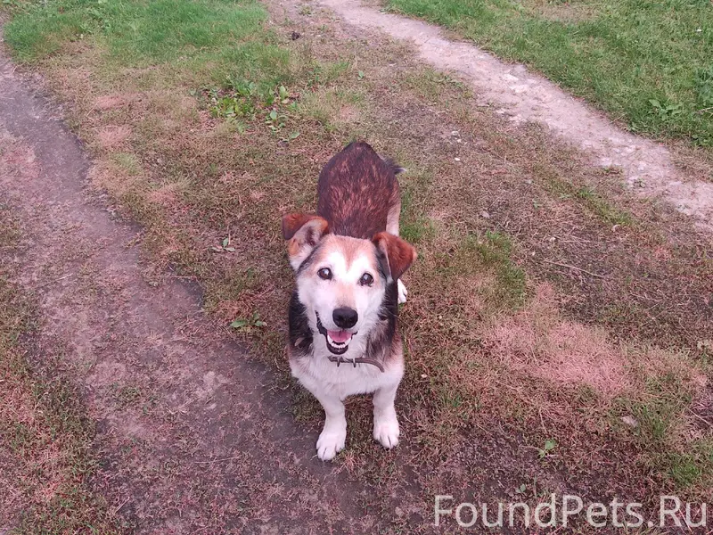 Пропала собака (с.Индерка). Ес...