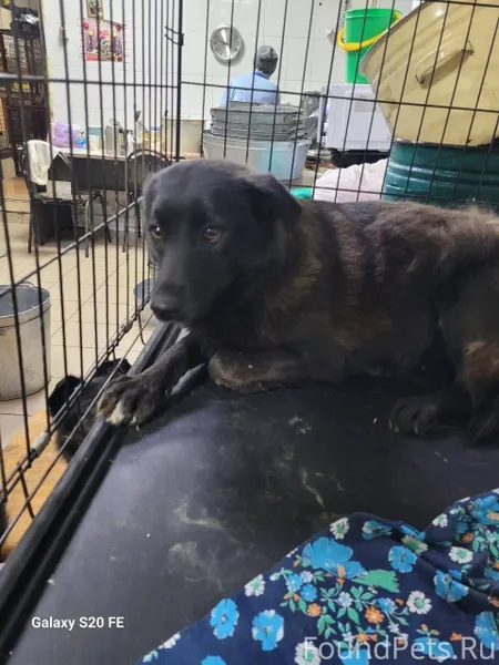 7 января с пмж сбежала собака....