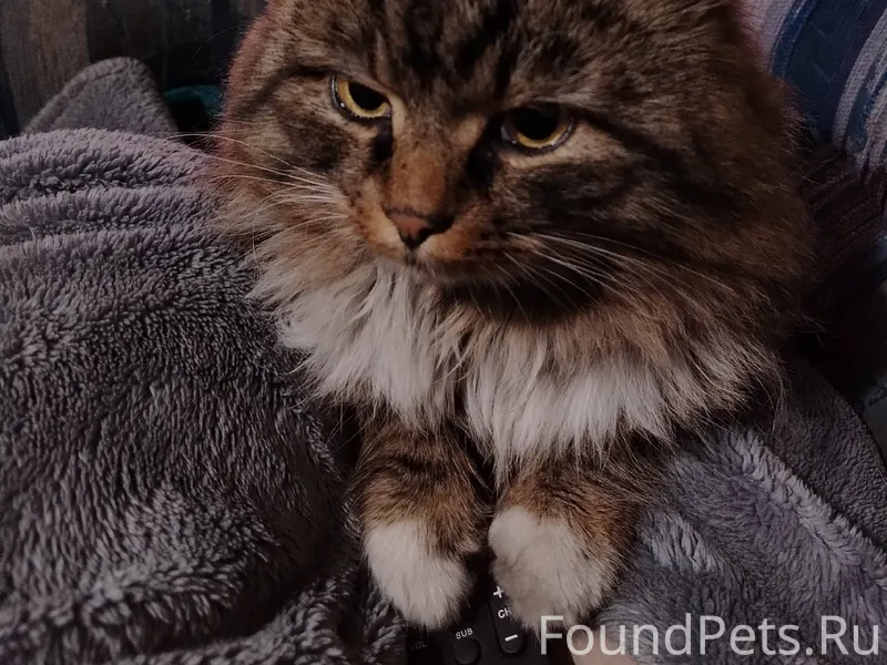 Пропал кот. Район Зыряновки. М...