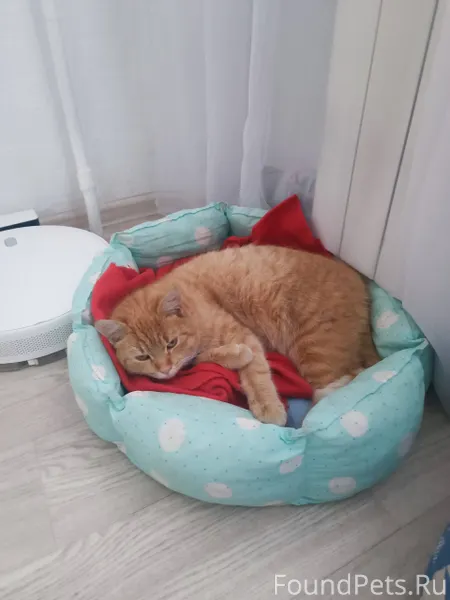 Молодая игривая кошка ищет себ...