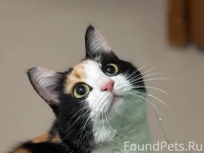 ❤НАЙДЕНА КОШКА! ПОМОГИТЕ НАЙТИ...