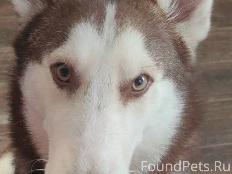 Уважаемые соседи. Прошу у вас ...