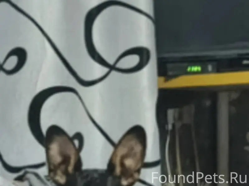 Убежала собака маленькая сегод...