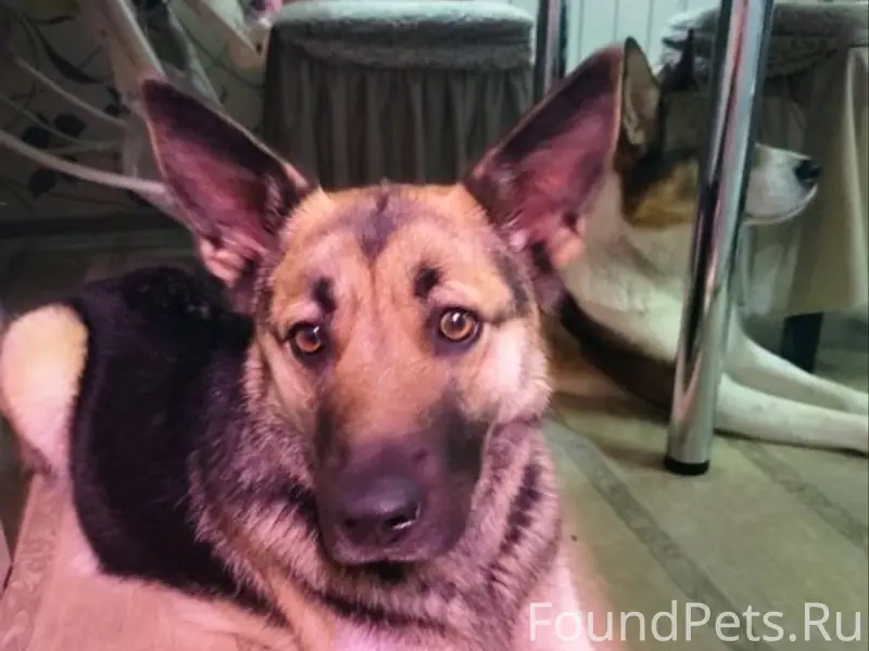 Помогите,пожалуйста, найти соб...