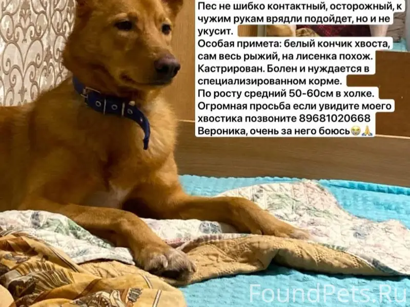 ‼️Срочно !! АМУР!!‼️ Потерялся...