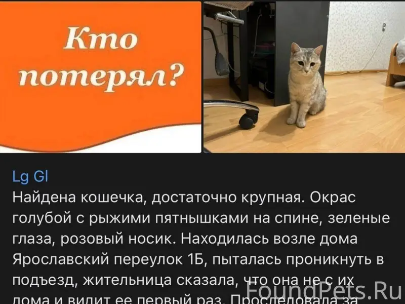 Найдена кошечка, бывшедомашняя...