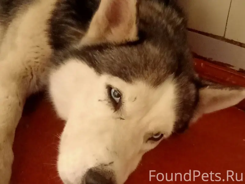 Здравствуйте! Была найдена соб...