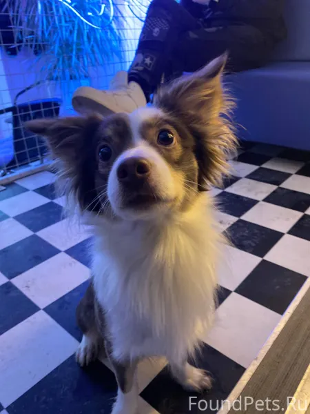 Найдена собака(мальчик), Полоц...