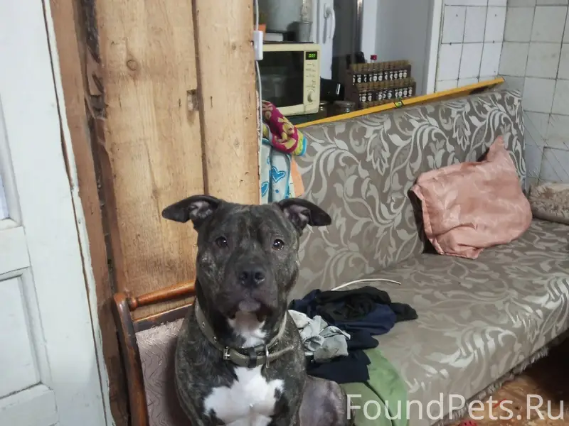 #ОтПодписчика Потерялся пёс, б...