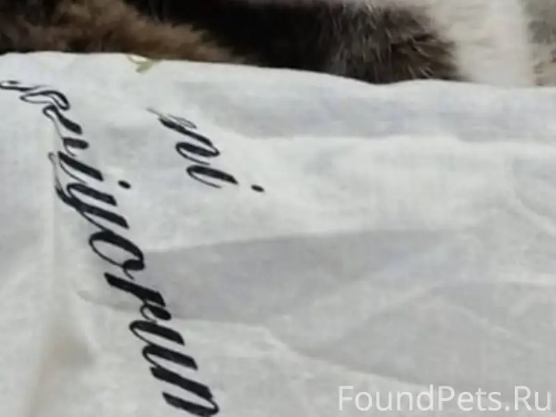 В районе ул. Чехова пропал кот...