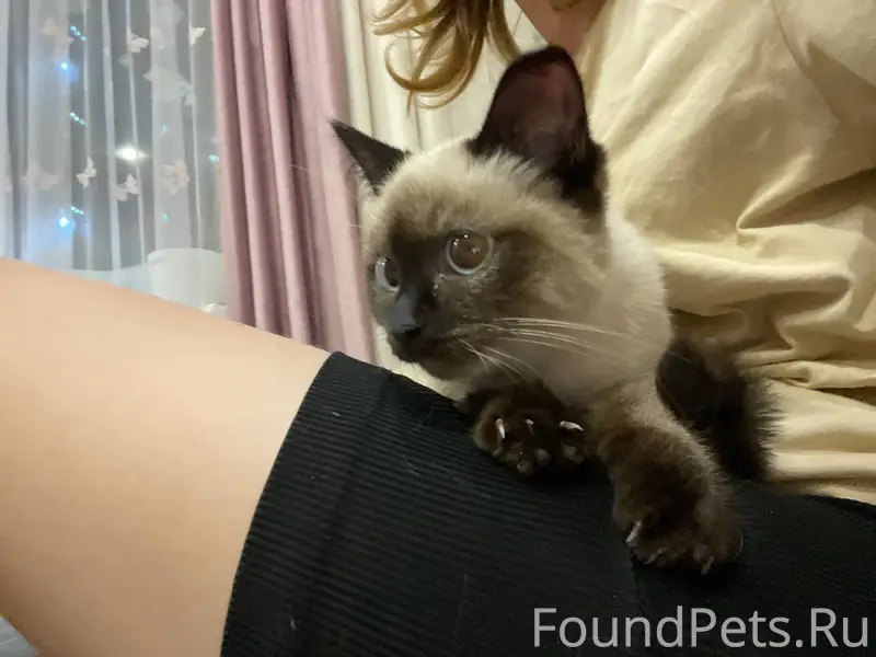 Здравствуйте! котенок на улице...