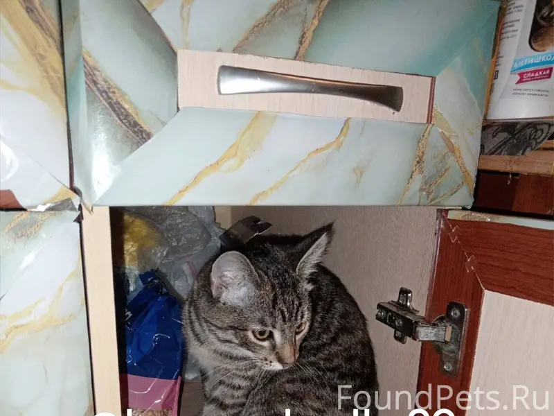 Пропала любимая кошка! Видимо ...