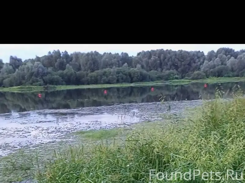 Пропала собака, район центр. О...