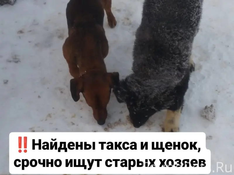 Такса и щенок найдены 18 январ...