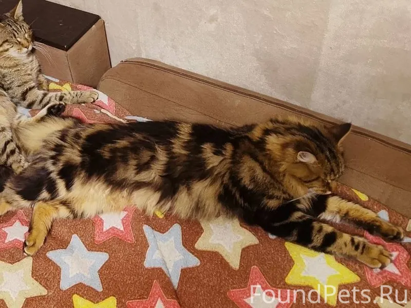 [id382946382|Александра Воронц...