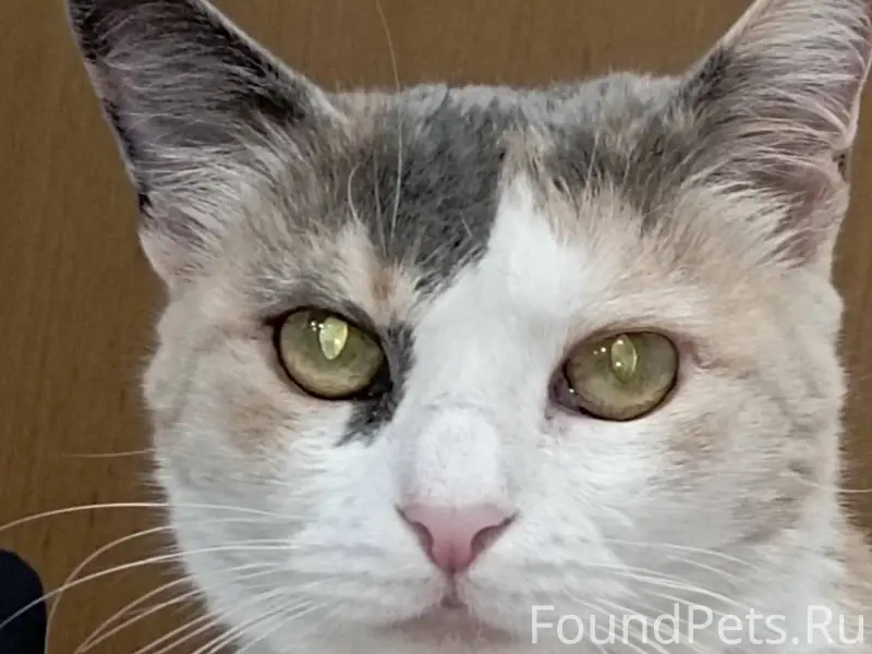 SOS!!!Пропала кошка.Откликаетс...